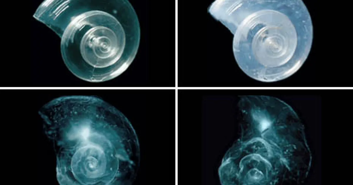 Ocean Acidification & Coral Bleaching: Urgent Threats to Marine Life