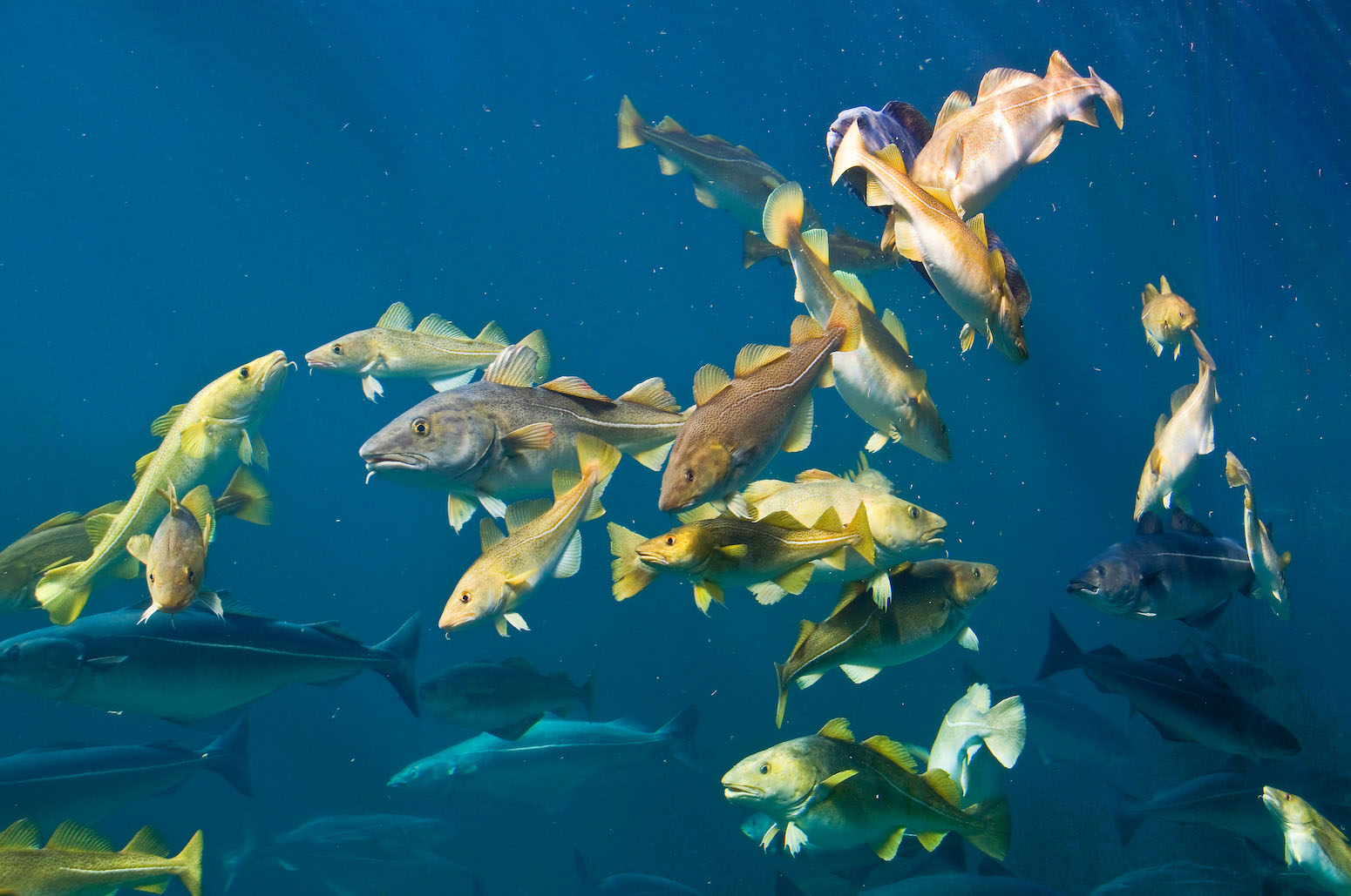 Ocean Temperature Zones: Shaping Marine Life & Biodiversity